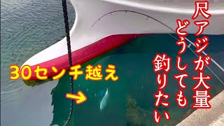 フルタイム親子が離島の漁港に着岸してある漁船の下に尺アジの群れがいたのでサビキをたらしてみた。#釣り#田舎暮らし #佐渡島