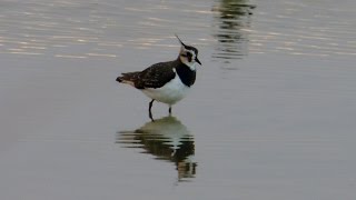 Northern Lapwing - Kiebitz - Vanellus vanellus - feeding