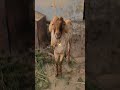 farmer 🌾 pushpa2 dailyvlog vlog goat sigma goatedit