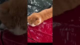 猫咪变形记：这些形状你绝对没见过 #cat #funny #cute #funnyclips  #shortsvideo #animals #shorts #cutecat #funnycats