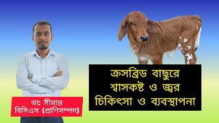 বাছুরের জ্বর ও শ্বাসকষ্ট রোগের চিকিৎসা