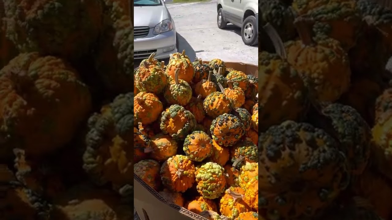 Pumpkins Youtube