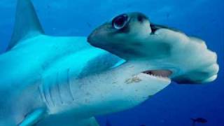 thresher shark vs.great hammerhead.wmv