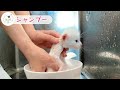 【子猫のお風呂】かなり汚れていたのでシャンプーしました。お出しが・・・【保護猫生活】