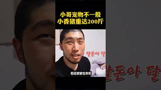 小哥宠物不一般，小香猪重达200斤 #shorts #奇闻趣事 #趣事