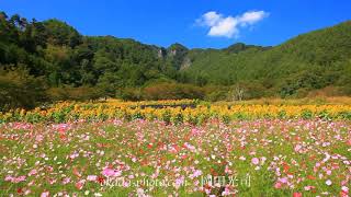 ヒマワリとコスモスの花畑と独鈷山と流れる雲　FUKEI 50800