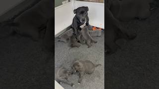 Staffy Mum Petra Feeds Her 8 Adorable Puppies – One Little Daredevil Steals the Show! 🐶🐾🍼🍼