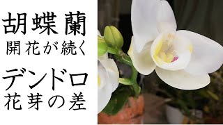 胡蝶蘭　２輪目開花　デンドロ開花に差　これ以降の管理２