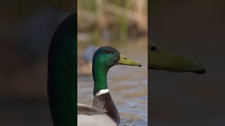 Drake mallard up close and personal #waterfowl #wildlife #duck #bird #waterfowlhunting #wildanimals