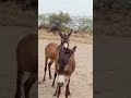 black vs black donkeys shortsfeed youtube