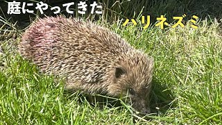 庭で見つけたハリネズミ