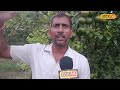 kinnow farming किन्नू की खेती से किसान हो रहे मालामाल जानिए कितनी हो रही सलाना इनकम local18