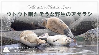 【野生のアザラシ】 ウトウト眠たそうな野生のアザラシ （Wild seal / Hokkaido, Japan）