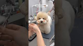 안녕하세여 귀염뽀짝 댕귀여미 율무임니댜 #shorts #cutedog