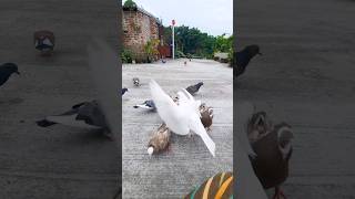 Hungry Pigeon Eating Delicious Meal With Pigeon Sound #pigeon #pigeonsound