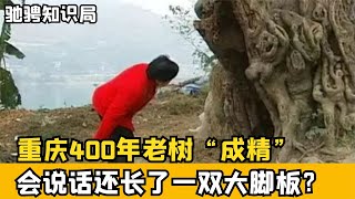 重慶400年老樹“成精”了，不僅開口說話，還長出了一雙大腳板 #古董 #開棺 #古墓 #考古發現 #考古