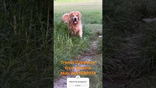 European Golden retriever male || Handsome Hunk