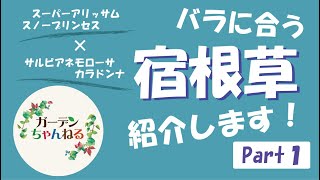 バラに合う宿根草　紹介します！【リクエスト】