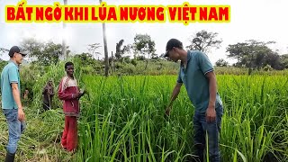 Làm sạch cỏ để chuột không vào Phá lúa ||Tony Phong cuộc sống Châu Phi