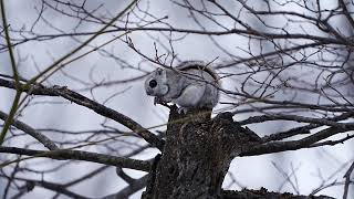 [4K] Siberianflyingsquirrel エゾモモンガ