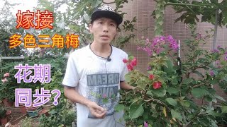 嫁接多色三角梅，仅开花不算成功，多色同步才完美