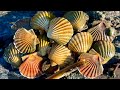 Coastal Foraging - Scallops, Crabs, Clams and Rescuing BABY SHARKS | The Fish Locker