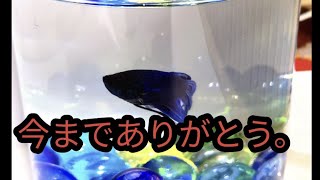 【訃報】飼っていたベタが亡くなりました。