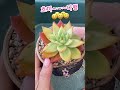 초보다육맘 무름병과 하엽의 차이 多肉植物 たにくしょくぶつ korean succulent