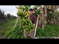 Harvesting multiple Dwarf Cavendish Banana Racks