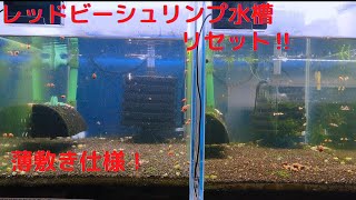 レッドビーシュリンプ薄敷き水槽立ち上げ‼