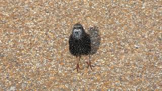 Starling in full song