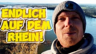 ZURÜCK AUF DEM RHEIN: Pelagisches Angeln in Bestform! 🎣🔥