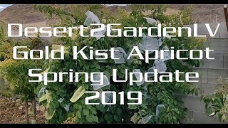 Gold Kist Apricot Spring 2019 Upate