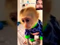 বানরের অসাধারণ একটি ভিডিও monkey babymonkey animals baby cute islamicvideo duet shirtvide