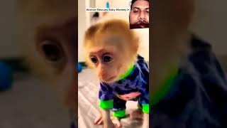 বানরের অসাধারণ একটি ভিডিও #monkey #babymonkey #animals #baby #cute #islamicvideo #duet #shirtvide