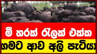 මී හරක් රැලක් එක්ක ගමට ආව අලි පැටියා  | quickNewes