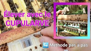 Le cupularve: orpheliner, starter/finisseur, greffer, pas à pas jusqu'aux cellules royales 💯👍🏻