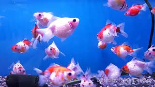 可愛的金魚 ~ 五花珠鱗/卡力考珍珠金魚   Calico Pearlscale Goldfish  ( Carassius auratus )