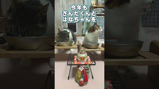 【猫動画】新年のあいさつ猫　25秒くらいに初笑い　今年もよろしくお願いします　#shorts #猫 #猫のいる幸せ #cat #catvideo #新年