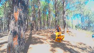 Pine Forest, Netarhat, Jharkhand