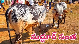 పెదిరిపాడు నుండి మద్దూర్ సంతకి నల్లరంగు మచ్చలు ఉన్న తూర్పు కోడెలు తెచ్చిన రైతు కనకప్ప, Maddur market