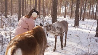 我来到了《漠河舞厅》里的漠河，去了北极村见到了森林里最美的精灵驯鹿【vanlife】