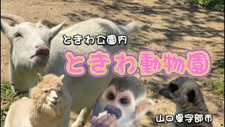 【山口県宇部市】ときわ公園内動物園 自然豊かな園内 お猿さんが沢山😊