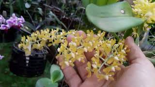 oncidium gomesa recuava