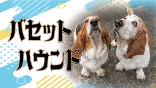 【バセットハウンド Basset Hound】コアなファン層に響く食べ  There are secret admirer.