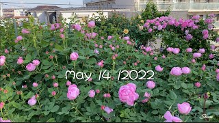 2022/8  Shiuan’s Rose Garden （5/4）花園札記