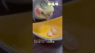 カボチャの種を皮ごといくオカメインコ