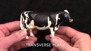 Friendly Anatomy:  Bovine Skeletal System Lesson 1 (abbreviated review segment)