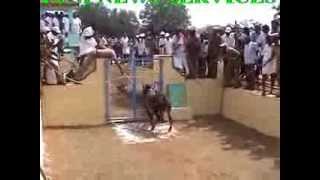 SIVAGANAGA .. JALLIKATTU