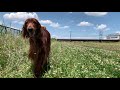 【大型犬のフリー運動】アイリッシュセターとクローバー clover and irish setter